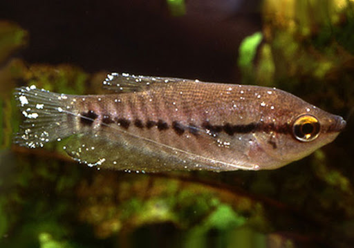 Pet Supply Store «PetSmart», reviews and photos, 1040 Cross Creek Dr, Saltillo, MS 38866, USA