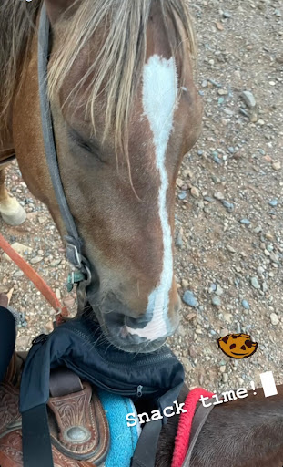 Horseback Riding Service «Spur Cross Stables», reviews and photos, 44029 N Spur Cross Rd, Cave Creek, AZ 85331, USA