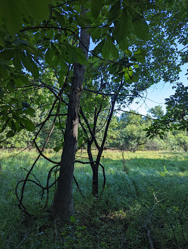 Nature Preserve «Arthur L. Janura Forest Preserve», reviews and photos, IL-58, Elgin, IL 60120, USA