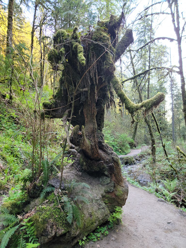 Park «Macleay Park», reviews and photos, NW 29th Ave & Upshur St, Portland, OR 97210, USA