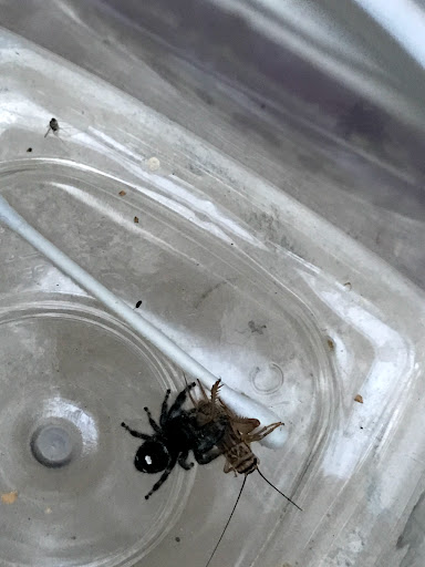 Pet Supply Store «Petco Animal Supplies», reviews and photos, 13127 N Dale Mabry Hwy, Tampa, FL 33618, USA