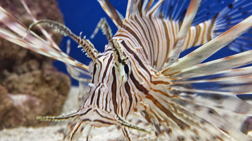 Pet Supply Store «Oddball Pets and Aquariums», reviews and photos, 262 Joseph St, Pittsburgh, PA 15227, USA