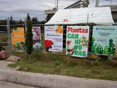 Plantas exoticas