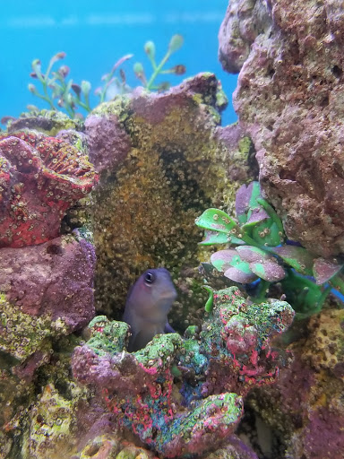 Pet Supply Store «Petco Animal Supplies», reviews and photos, 21178 E Ocotillo Rd, Queen Creek, AZ 85142, USA