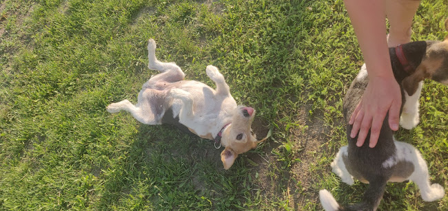 Regina Vendégház - Szálloda