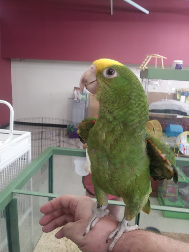 Pet Store «Petland Plano», reviews and photos, 1301 Custer Rd #405, Plano, TX 75075, USA