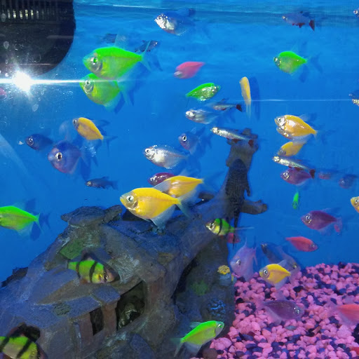 Pet Supply Store «Pet Supplies Plus», reviews and photos, 1237 Concord Pkwy N, Concord, NC 28025, USA