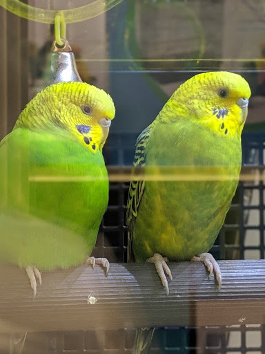 Pet Supply Store «PetSmart», reviews and photos, 160 Washington St #701, Rochester, NH 03839, USA