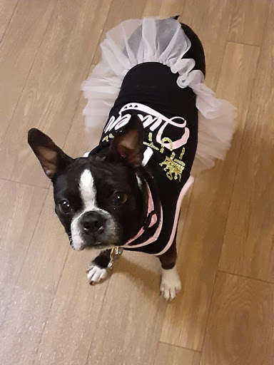 Animal Protection Organization «Greenville Humane Society», reviews and photos