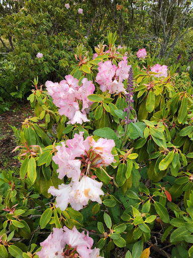 Tourist Attraction «Mendocino Coast Botanical Gardens», reviews and photos, 18220 CA-1, Fort Bragg, CA 95437, USA