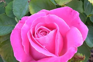 Albuquerque Rose Garden / Albuquerque Rose Society image