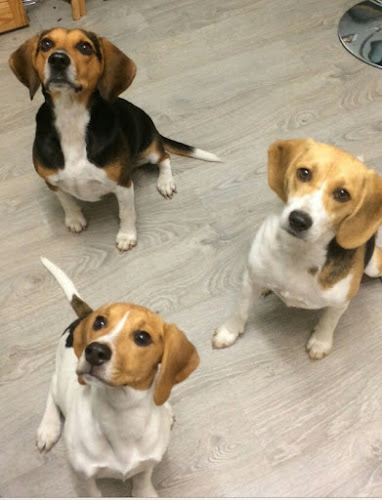 Reviews of hounddogdaycare in London - Dog trainer