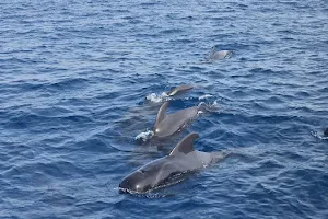 Monte Cristo Catamaran, 5-star Whale and Dolphin Tours, Boat Trips Tenerife image