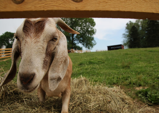 Farm «Coverdale Farm Preserve of Delaware Nature Society», reviews and photos, 543 Way Rd, Greenville, DE 19807, USA