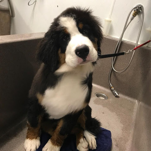 Pet Supply Store «Pet Place Market», reviews and photos, 213 Bendigo Blvd N #2, North Bend, WA 98045, USA