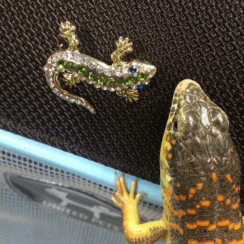 Pet Supply Store «Pet Supplies Plus», reviews and photos, 5394 Kemps River Dr Suite 101, Virginia Beach, VA 23464, USA