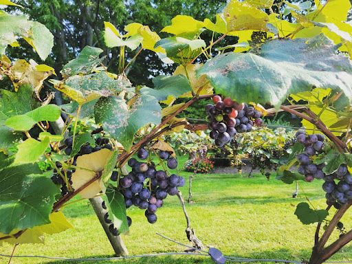 Vineyard «Crossing Vineyards and Winery», reviews and photos, 1853 Wrightstown Rd, Newtown, PA 18940, USA