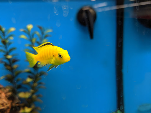 Pet Supply Store «Petco Animal Supplies», reviews and photos, 6672 Lonetree Blvd, Rocklin, CA 95765, USA