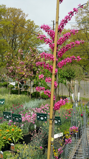 Farm «Dreyer Farms», reviews and photos, 831 Springfield Ave, Cranford, NJ 07016, USA