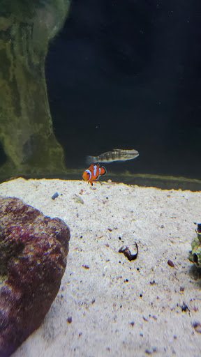 Tropical Fish Store «South Seas Aquatics Inc.», reviews and photos, 5440 Babcock Rd A133, San Antonio, TX 78240, USA