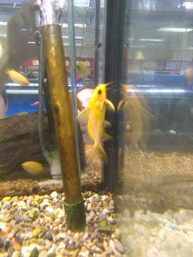 Fish Store «Aquatek Tropical Fish», reviews and photos, 8023 Burnet Rd # 1, Austin, TX 78757, USA