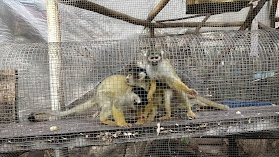 Centro de Primates Peñaflor