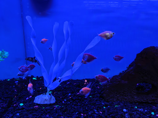 Pet Supply Store «Petco Animal Supplies», reviews and photos, 3454 Palmer Dr #7a, Cameron Park, CA 95682, USA