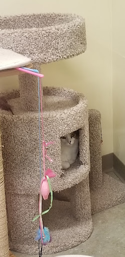 Pet Supply Store «Petco Animal Supplies», reviews and photos, 280 Kensington Blvd, Slidell, LA 70458, USA