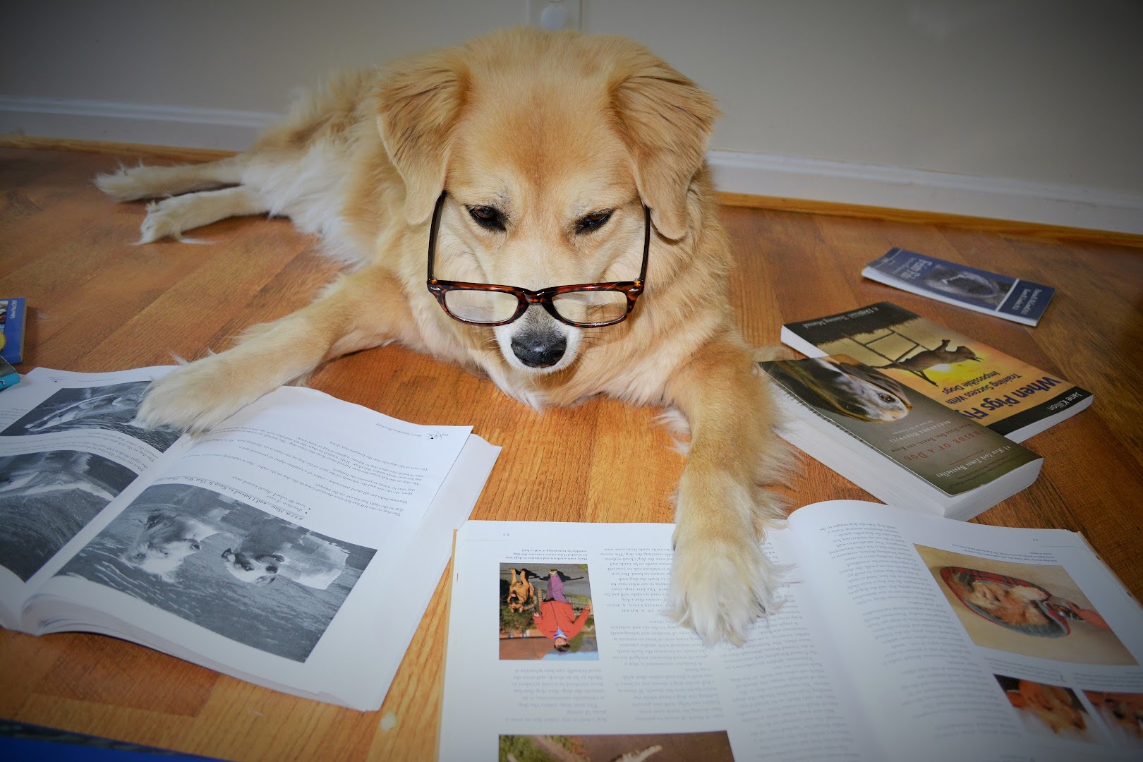 Canine Professor