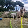 Animal Clinic of Flour Bluff