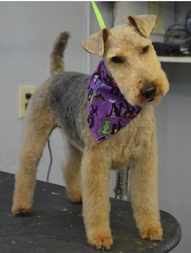 Pet Supply Store «Ma & Paws Pet Supplies», reviews and photos, 206 Anderson Ln N #200, Hendersonville, TN 37075, USA