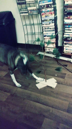 Pet Supply Store «Pet Pros», reviews and photos, 13402 Bothell Everett Hwy, Mill Creek, WA 98012, USA