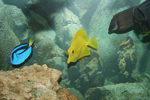 Tropical Fish Store «Aquatic Treasures/Bruces Pond Shop», reviews and photos, 20708 Gudith Rd, Brownstown Charter Twp, MI 48183, USA