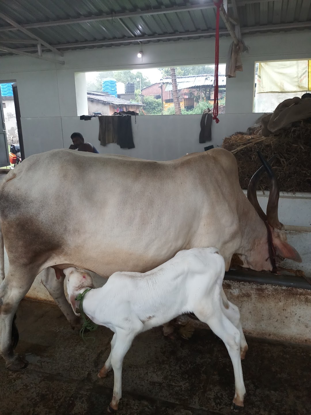 SHREEYASH DAIRY FARM