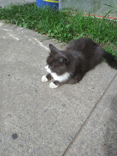 Pet Supply Store «PetSmart», reviews and photos, 238 Atlantic Ave, Brooklyn, NY 11201, USA