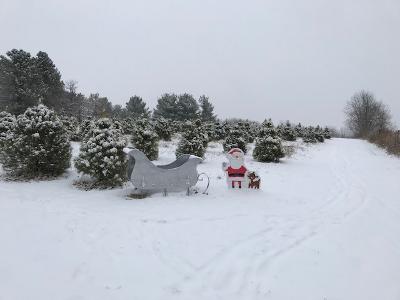 Wilderson Tree Farm