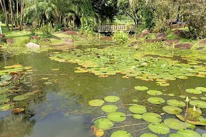 Lotus Pond @ Bishan-Ang Mo Kio Park 1 image