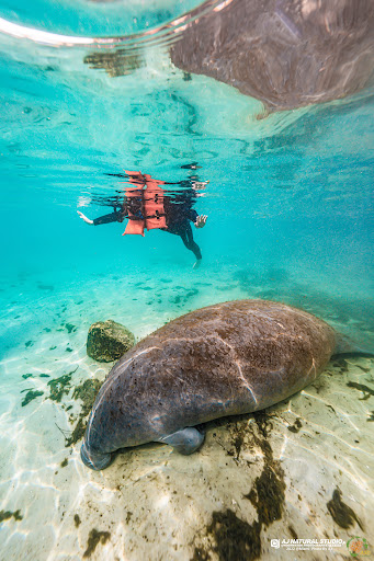 ASD Scuba Diving School image