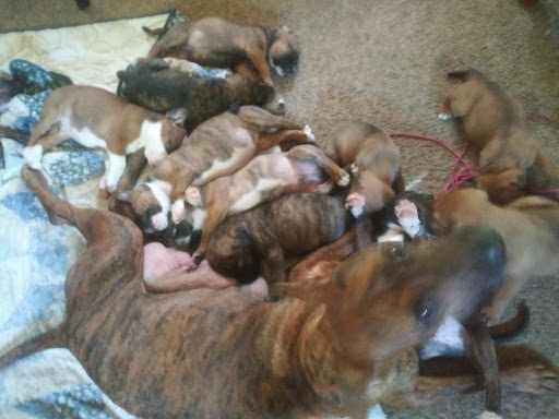 Veterinarian «Mabank Animal Hospital Inc», reviews and photos