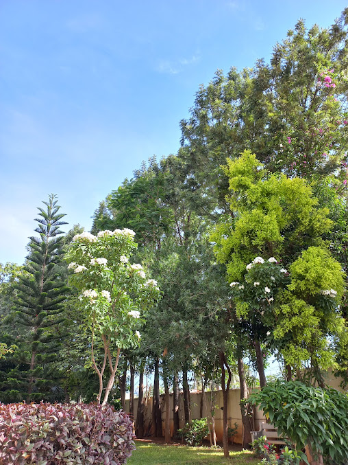 Google Maps image 12