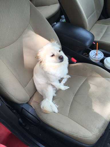 Plumtrees Animal Hospital: Baff Wesley A DVM image