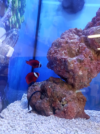 Pet Supply Store «Petco Animal Supplies», reviews and photos, 20825 I-30, Benton, AR 72015, USA