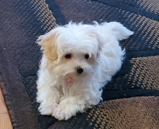 Pet Store «Happiness Is Pets Vi», reviews and photos, 616 E Roosevelt Rd, Lombard, IL 60148, USA