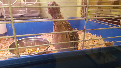 Pet Supply Store «Pet Supreme», reviews and photos, 12823 Foothill Blvd, Sylmar, CA 91342, USA