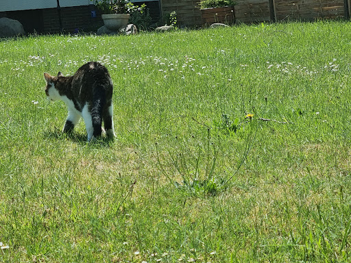 Dr.med.vet. Oliver Birkenfeld unter Garbsen, 