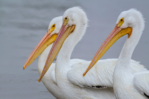 River Explorer Boat Tours