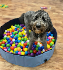 Camp Bow Wow - Photo 6 - Car repair in Albany, NY, Albany