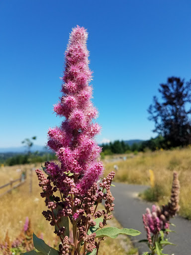 Park «Powell Butte Nature Park», reviews and photos, 16160 SE Powell Blvd, Portland, OR 97236, USA