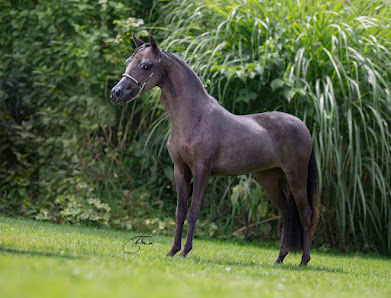 Haras de Clayrel Les Grandes Bretêches, 28160 Unverre, France