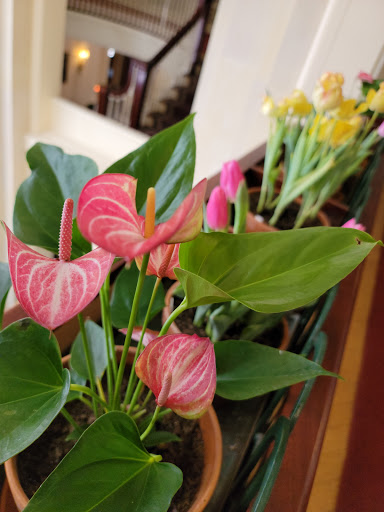 Art Museum «George Eastman Museum», reviews and photos, 900 East Ave, Rochester, NY 14607, USA